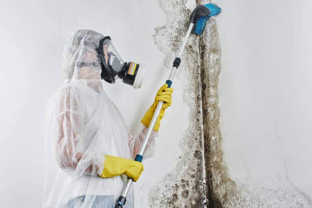 Best Water damage mitigation services  in Ironwood, MI