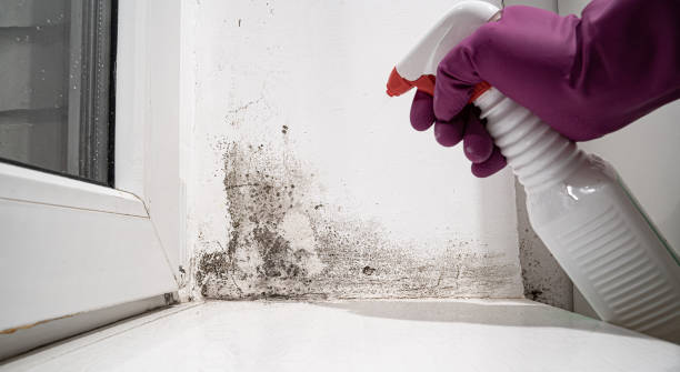 Best Water damage restoration near me  in Ironwood, MI